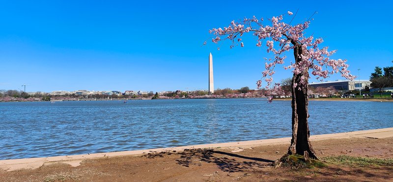 2024charliebrowntree